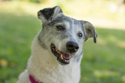 LAYDA - treuer Mischling - 9 Jahre - Tierhilfe-Franken e. V.