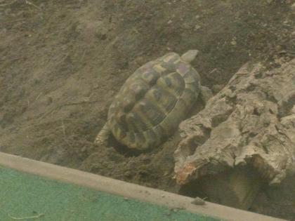 Griechische Landschildkröten Eier legend zu verkaufen