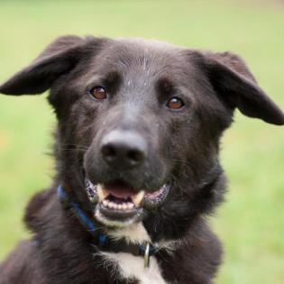AKIRO - toller Labrador-Mix - 4 Jahre - Tierhilfe-Franken e. V.