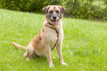 STARLET - Mischling - 7 Jahre - Tierhilfe-Franken e. V.