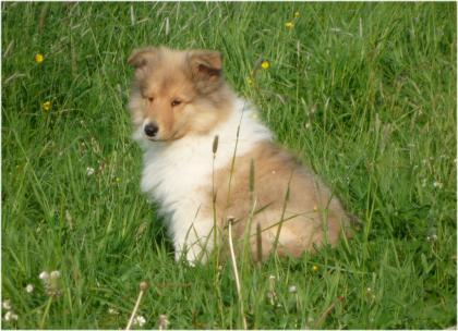 Wunderschöne Colliewelpen gold-sable tric.