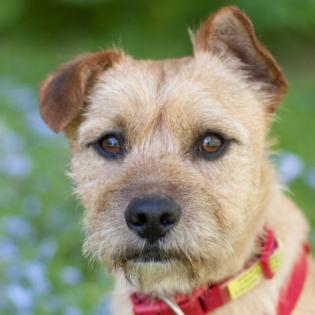RUFFL - 2 Jahre - Mix - Tierhilfe-Franken e. V.