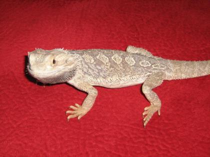 Bartagame Männlich 2 1/2 Jahre ca. 45 cm