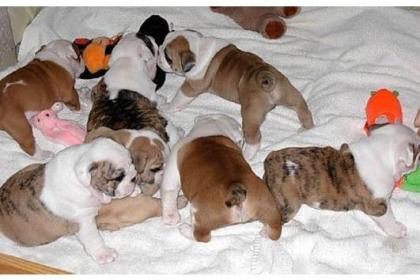 Englische Bulldoggen Welpen zu verkaufen