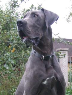 Deutsche Dogge blauer Doggenrüde