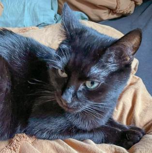 POLLY und EMI - europäische Kurzhaarkatze - 10 Jahre - Tierhilfe-Franken e. V.