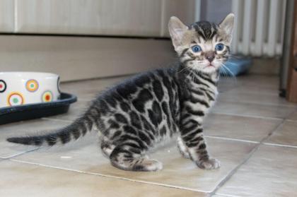 Menschenbezogene prächtige Bengal Kitten - aus seriöser Zucht
