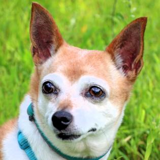 HEXILEIN - Chihuahua - 12 Jahre - Tierhilfe-Franken e. V.