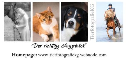 Tierfotografie Fotoshooting Tierfotografin Fotos Pferde Hunde Katzen Wage
