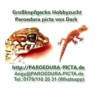Junge Großkopfgeckos Paroedura picta