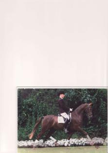 Charakterstarkes Liebes Sportpony