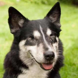 AMORI - treuer und einzigartiger Corgi-Husky-Mix - 9 Jahre - Tierhilfe-Franken e