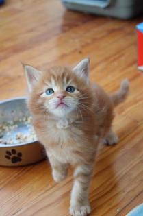 Rote Rheinrassige Maine coon Babys warten ein neues Zuhause.