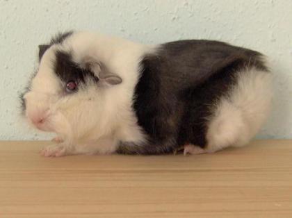 Knuffige Mäuschen.