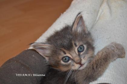 Somalikitten in ruddy/ wildfarben blau
