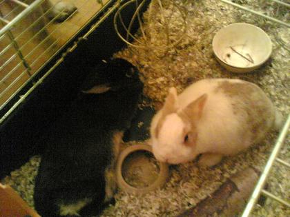 Schäferhundwelpen