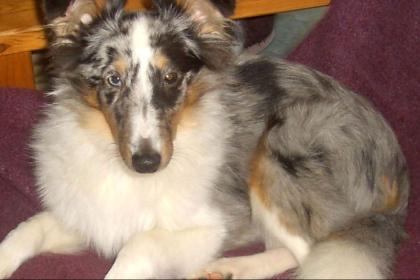 Blue-merle Sheltie Rüde
