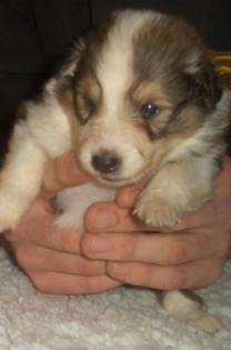 Sheltiewelpen