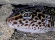 1. 2 Leopardgeckos