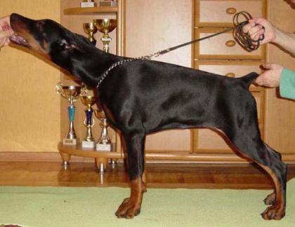 JagdterrierKleiner Mann ganz gross Suche ein