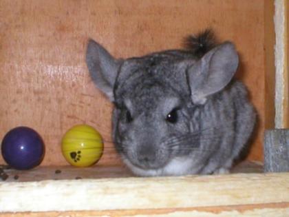 Heller Chinchilla Standard Bock sucht eine Freundin