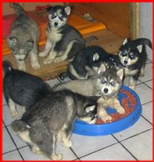 Huskywelpen suchen ein neues Zuhause