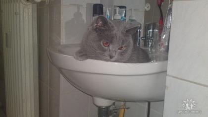 BKH Deckkater blau