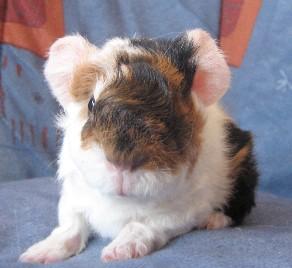 Süsse bunte Babymeerschweinchen