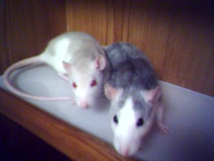 Ratten zu vergeben
