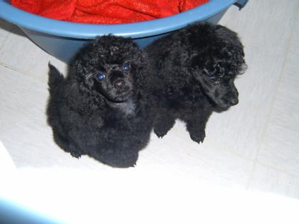 Suche Irischen Wolfshund m/ w gegen Schutzgeb