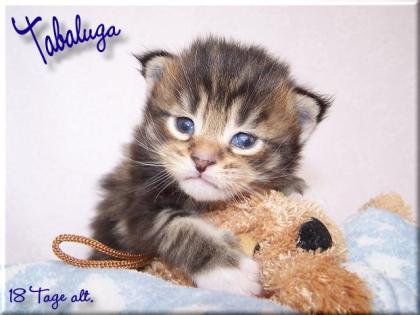 VON AMMICHTS NETTE KITTEN BKH