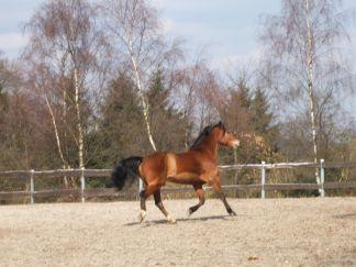 Tolles allround Pferd zu verkaufen