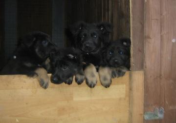 Deutsche Doggenwelpen / Deutsche Dogge De