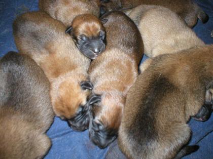 Malinois Welpen geb 21/4