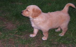Golden Retriever Welpen abzugebenBildschoene