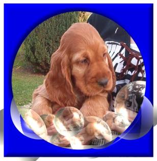 Doggen-Welpen blau u. schw. aus hervorrage