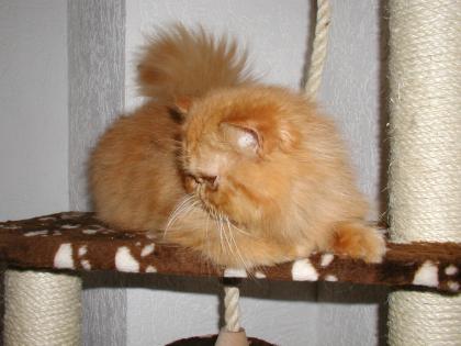 Maine Coon Katerchen