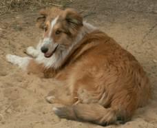 Collie-Rüde 6Mon. sucht guten Platz