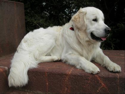 Blonder Golden Retriever Deckrüde Internationaler Jugend Champion 2022