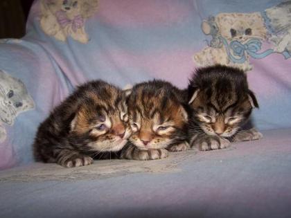 Maine Coon Kitten