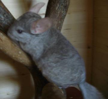 Nürnberg 2 Chinchilla Böckchen in Beige. 6 Monate