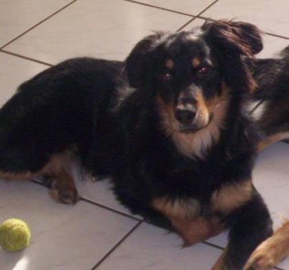 Tierpsychologie für Hunde