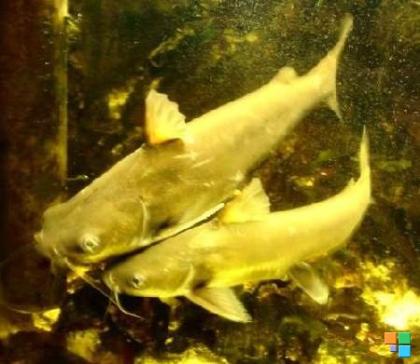 2xHexanematichthys Arius seemanii Kreuzwelse