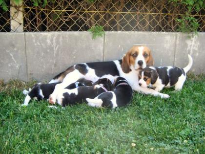 BEAGLE JACK RUSSEL