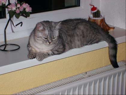 Jungkatze 18. Mon sucht Dich