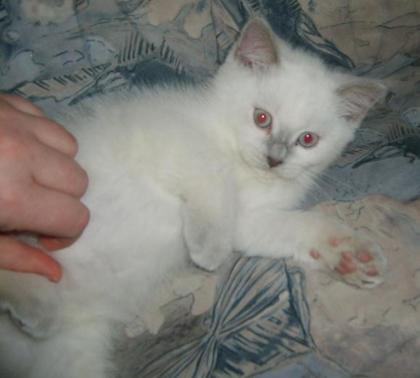 Britisch Kurzhaar Katerchen 6 Monate alt mit Stammbaum sucht neues zu Hause