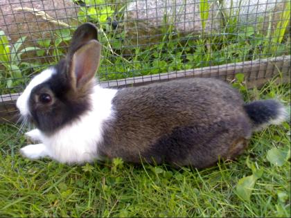 Hasen Kaninchen