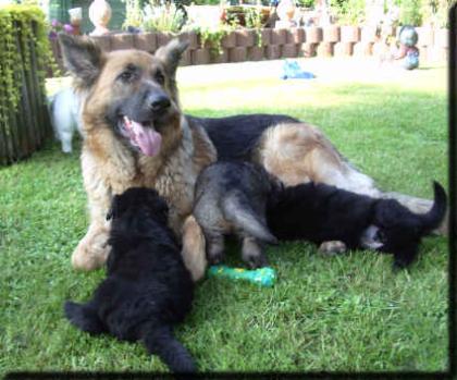 Altdeutsche Schäferhundwelpen