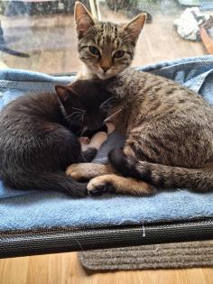 Katzenbaby Pärchen suchen liebevolles Zuhaus e