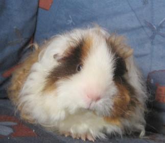 Kunterbunte Rassemeerschweinchen Langhaar